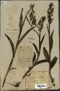 spécimen de Dactylorhiza latifolia