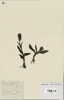 spécimen de Dactylorhiza latifolia
