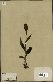 spécimen de Dactylorhiza latifolia