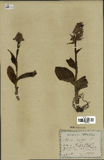 spécimen de Dactylorhiza latifolia