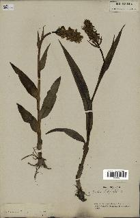 spécimen de Dactylorhiza latifolia