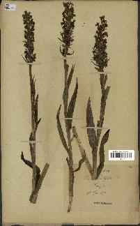 spécimen de Dactylorhiza latifolia