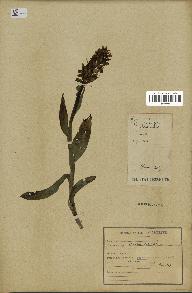 spécimen de Dactylorhiza latifolia