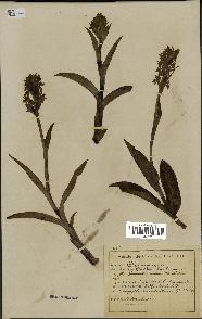 spécimen de Dactylorhiza latifolia