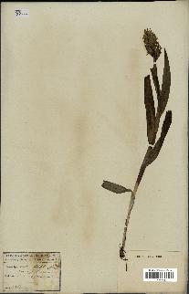 spécimen de Dactylorhiza latifolia