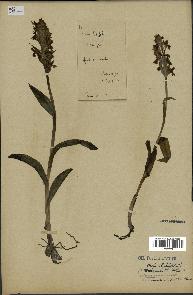 spécimen de Dactylorhiza latifolia