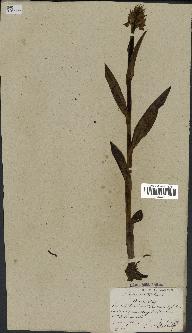 spécimen de Dactylorhiza latifolia