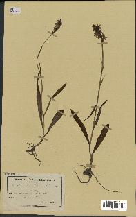 spécimen de Dactylorhiza maculata