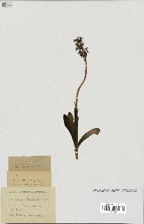 spécimen de Orchis x bergoni