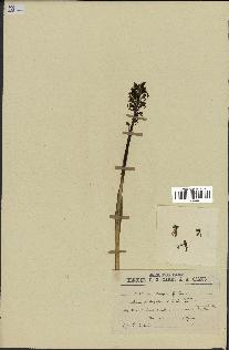 spécimen de Orchis x bergoni