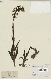spécimen de Orchis alata