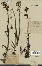 spécimen de Orchis alata