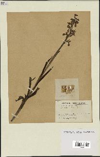spécimen de Orchis alata