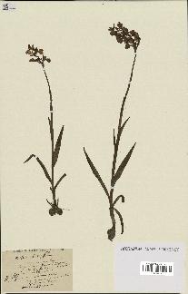 spécimen de Orchis alata