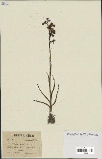 spécimen de Orchis alata