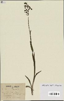 spécimen de Orchis alata