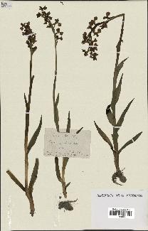 spécimen de Orchis alata