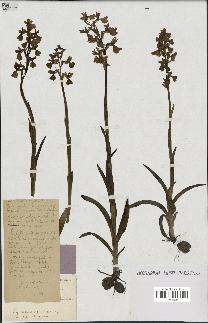 spécimen de Orchis alata