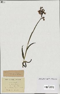 spécimen de Orchis alata