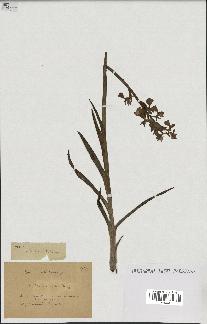 spécimen de Orchis alata