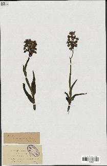 spécimen de Orchis alata