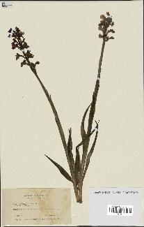 spécimen de Orchis alata