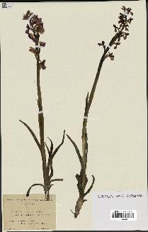 spécimen de Orchis alata