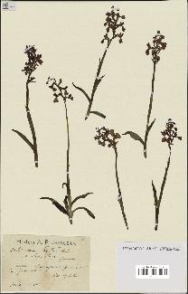 spécimen de Orchis alata