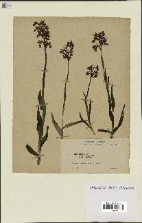 spécimen de Orchis alata