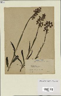 spécimen de Orchis alata