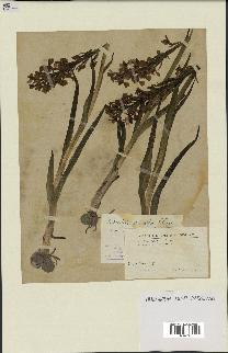 spécimen de Orchis alata