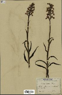 spécimen de Orchis alata