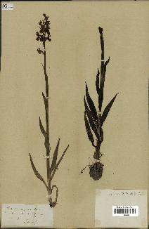 spécimen de Orchis alata