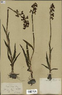 spécimen de Orchis alata