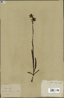 spécimen de Orchis alata