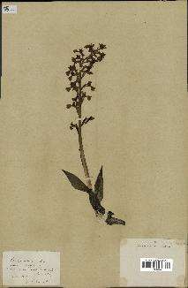 spécimen de Orchis alata