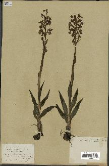 spécimen de Orchis alata