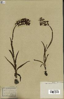 spécimen de Orchis alata