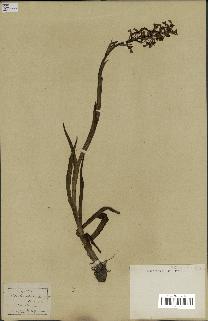spécimen de Orchis alata