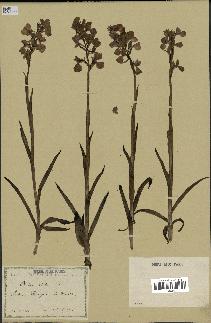 spécimen de Orchis alata