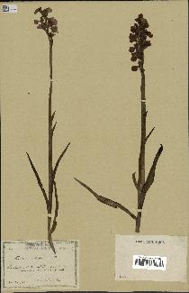 spécimen de Orchis alata