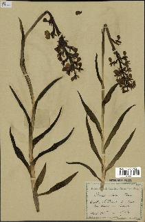 spécimen de Orchis alata