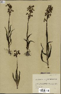 spécimen de Orchis alata