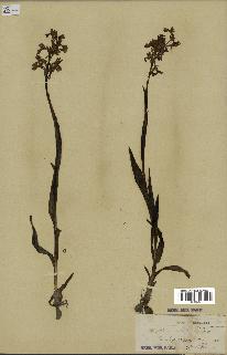spécimen de Orchis alata
