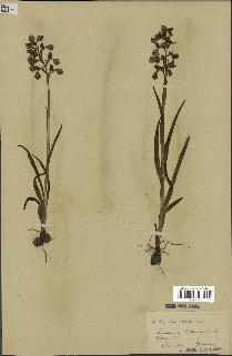 spécimen de Orchis alata