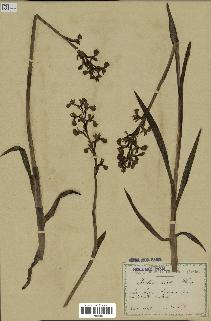 spécimen de Orchis alata