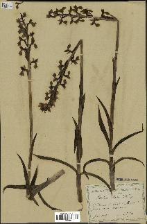 spécimen de Orchis alata