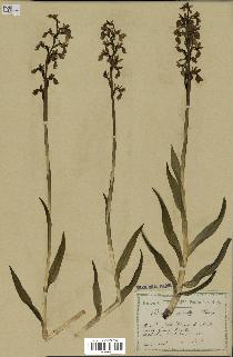 spécimen de Orchis alata
