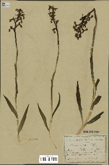 spécimen de Orchis alata