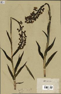 spécimen de Orchis alata